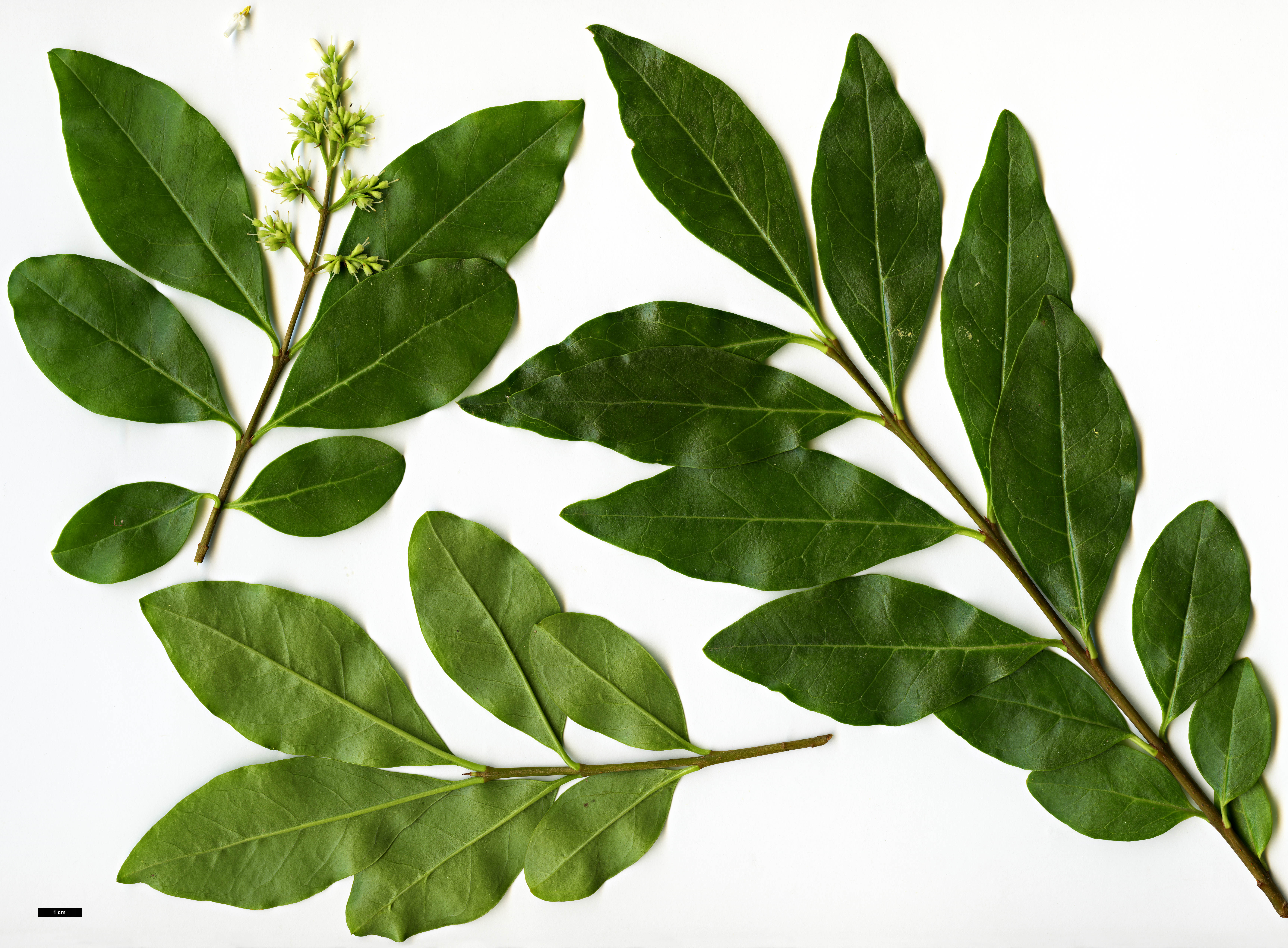 High resolution image: Family: Oleaceae - Genus: Ligustrum - Taxon: ovalifolium - SpeciesSub: var. pacificum